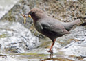 Cinclus mexicanus